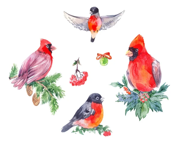 Ilustraciones en acuarela de aves navideñas. Cardenal Rojo, toro — Vector de stock
