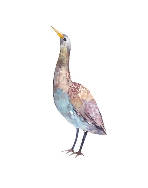 Akwarela Bąk. Ilustracja ptak stojący — Zdjęcie stockowe