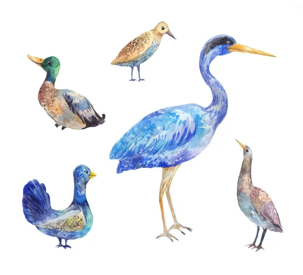 Vogelgruppe, die in einem Sumpf lebt. Reiher, Rohrdommel, Birkhuhn, Dr — Stockfoto