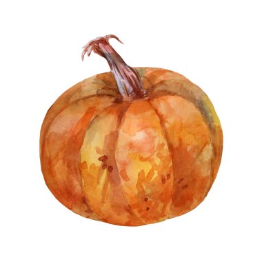 Olgun kahverengi balkabağı. Suluboya resim. Yan görünüm