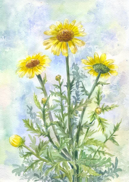 Bouquet de camomilles sauvages jaunes. Illustration aquarelle — Photo