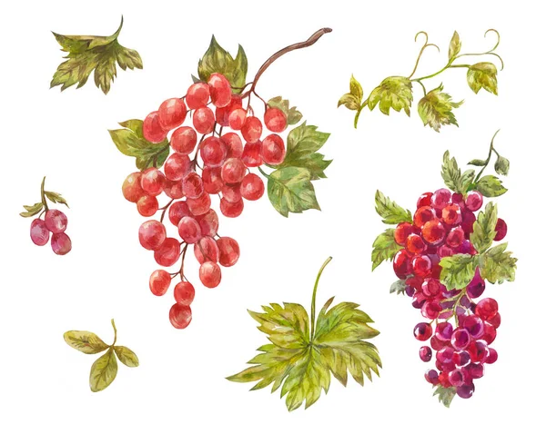 포도의 수채화 세트입니다. 손으로 그린 와인 딸기 빨간 달콤한 좋음 — 스톡 사진