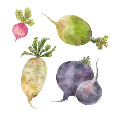 Kök sebzeler kümesi. Suluboya çizimi