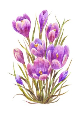 Suluboya safranı ya da Çiğdem