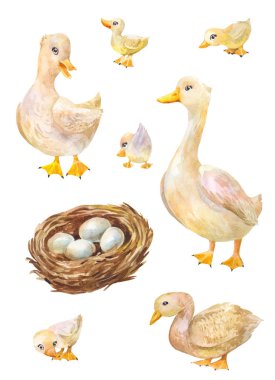 Kazlar suluboya kümesi. Şirin köyün kuş çizimi