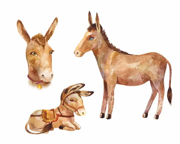 Schattige kleine ezel liggend en staand, portret van een huisdier — Stockfoto