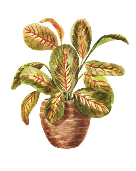 Akvarell Arrowrot Pott Som Isolerad Vit Bakgrund Bright Plantera Fönsterbrädan — Stockfoto