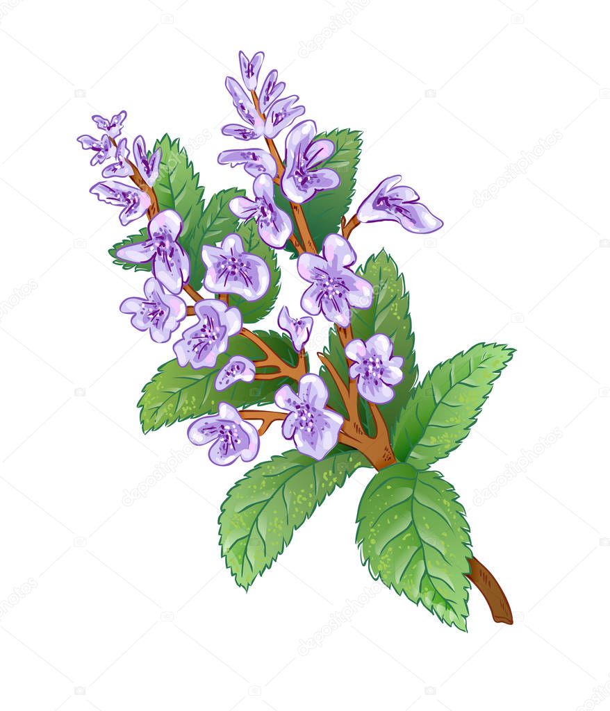 Melissa icon, herbal tea additive