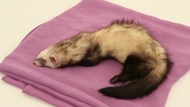 Domestic ferret awake — Stock Video