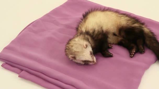 Domestic ferret trying to sleep in their litter — Stock Video