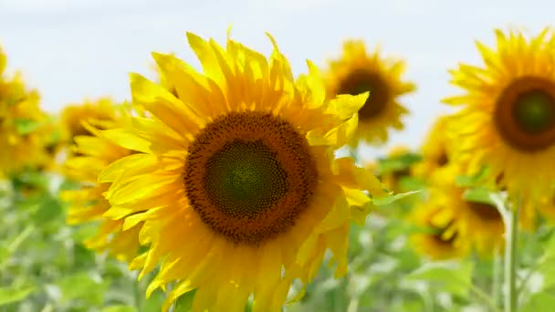 Girasoles balanceándose en el campo — Vídeo de stock