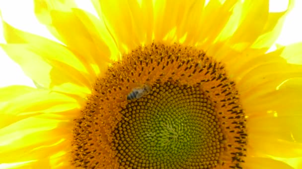 Bijen verzamelen nectar op zonnebloem — Stockvideo