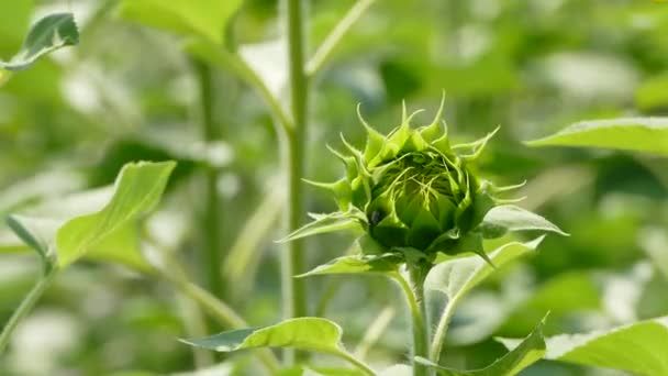 Unbudded Sunflower Growing In The Field — Αρχείο Βίντεο