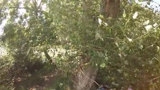 Contaminación, residuos de plástico y en el parque bajo un árbol, cámara lenta — Vídeo de stock