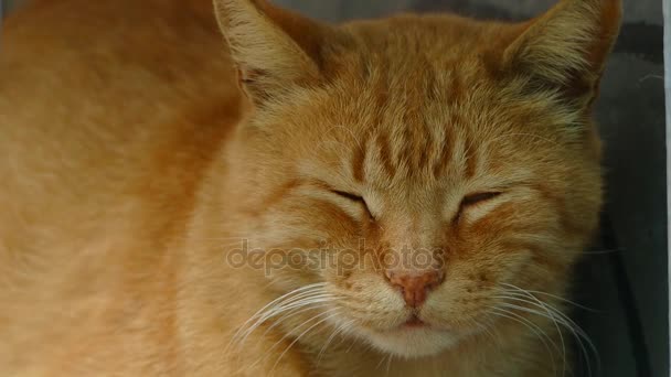 Chat rouge semble loin 