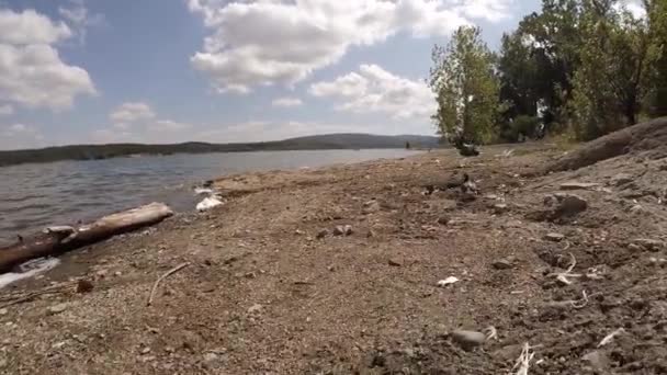 En cámara lenta, palomas paloma en el lago — Vídeos de Stock