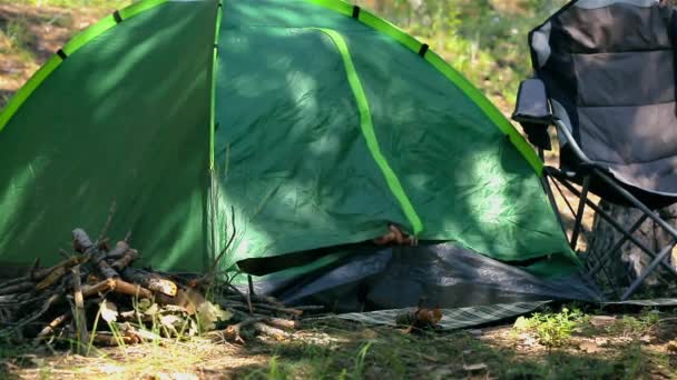 Acampamento turístico na floresta com uma tenda — Vídeo de Stock