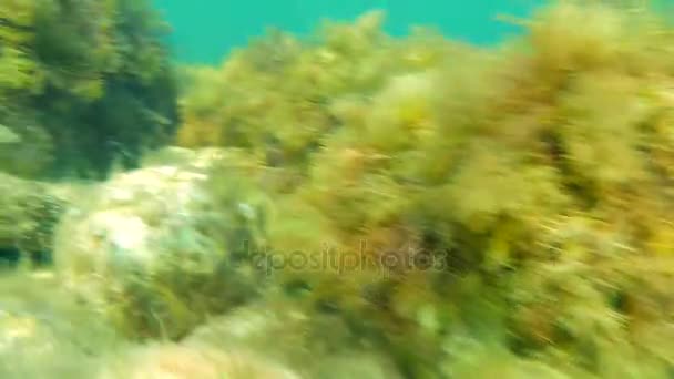 Unter Wasser, der Meeresboden mit Felsen und Algen. kleine Fische und Quallen. — Stockvideo