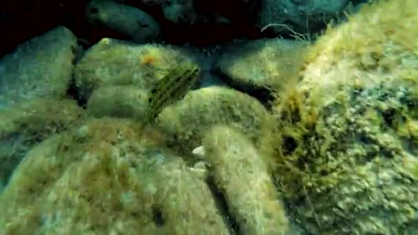 Tropikal bir sualtı dünyasını bir resif renkli balık ve mercan geçen süre dalış — Stok video