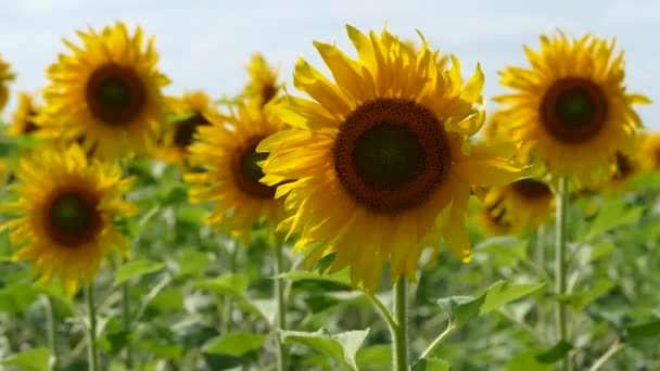 Sonnenblumen wiegen sich auf dem Feld — Stockvideo