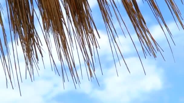 Αρκετές σειρές από παραλία ομπρέλες άχυρο — Αρχείο Βίντεο