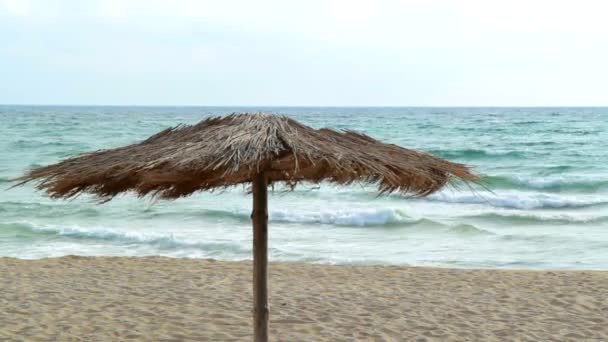 Several Rows Of Beach Umbrellas Straw — Stock Video