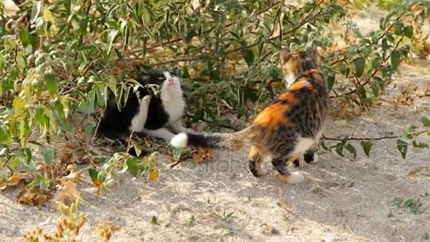 Chats sur la plage de sable .