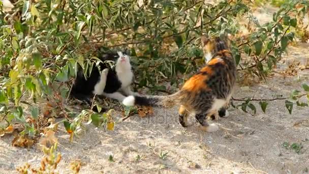 Cats on the sandy beach. — Stock Video