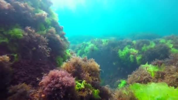 Peces pequeños nadando entre arrecifes — Vídeo de stock