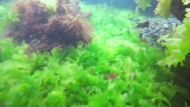 Peces pequeños nadando entre arrecifes — Vídeos de Stock