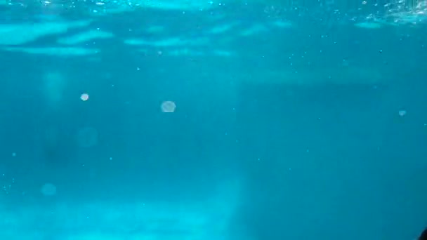 Onderwater video exploitant schiet als dolfijnen een truc doen. — Stockvideo