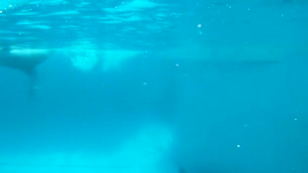 Underwater video operator shoots as dolphins do a trick. — Stock Video