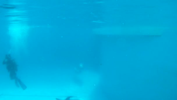 Operador de vídeo submarino dispara como delfines hacen un truco . — Vídeo de stock