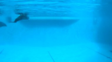 Sualtı çekim. Yunuslar, yavaş yavaş Havuzda yüzmek.