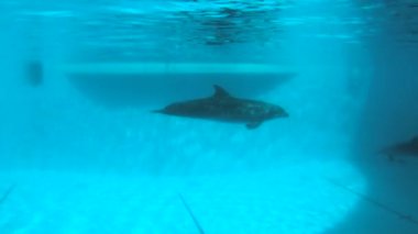 Sualtı çekim. Yunuslar, yavaş yavaş Havuzda yüzmek.