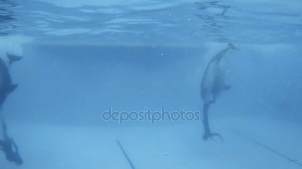 Nieuwsgierig dolfijnen kijken van de camera. — Stockvideo
