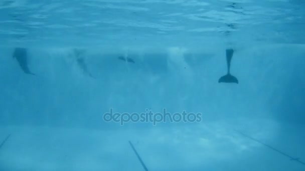 Fotografering under vattnet. Delfiner simma långsamt i poolen. — Stockvideo