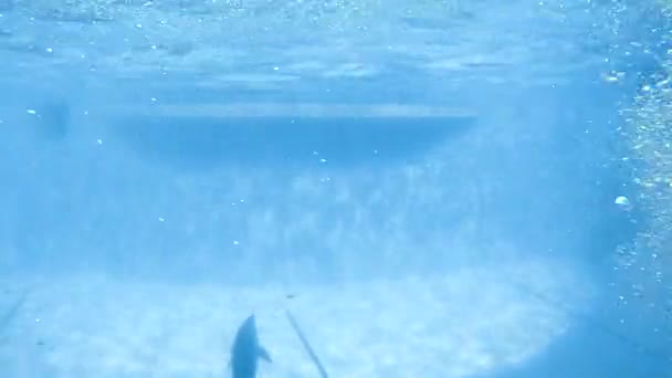 Υποβρύχια γυρίσματα. Τα δελφίνια κολυμπούν σιγά-σιγά στην πισίνα. — Αρχείο Βίντεο