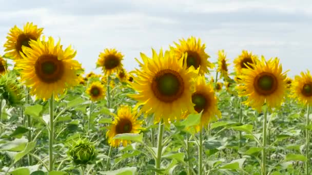Tournesols en fleurs dansant avec le vent 
