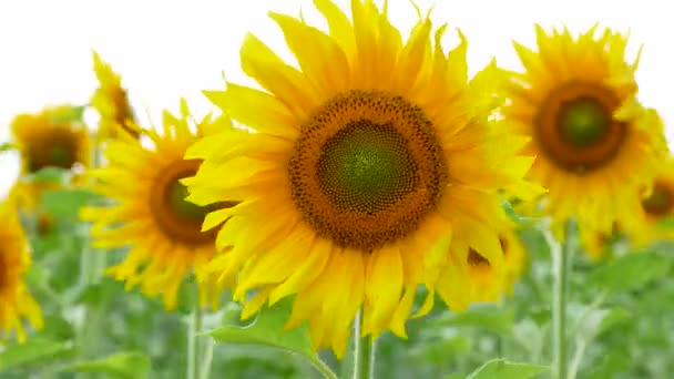 Słoneczniki, kołysząc się w polu — Wideo stockowe