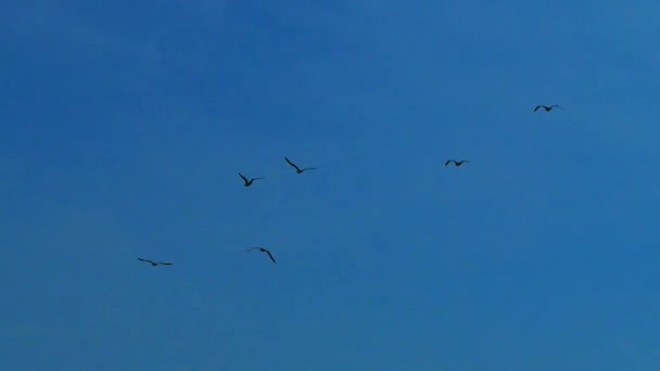 スローモーションで、青い空を背景に飛ぶ黒い鳥の群れ — ストック動画