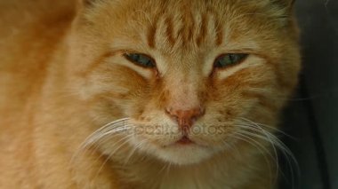 Kırmızı kedi görünüyor uzakta