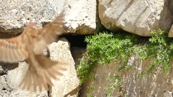 Au ralenti, petit oiseau moineau — Video