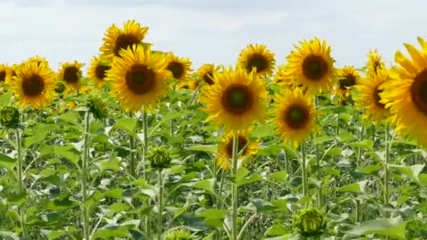 Blühende Sonnenblumen tanzen mit dem Wind — Stockvideo