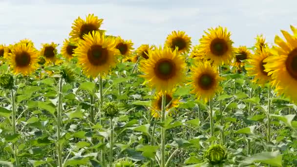 Tournesols en fleurs dansant avec le vent 