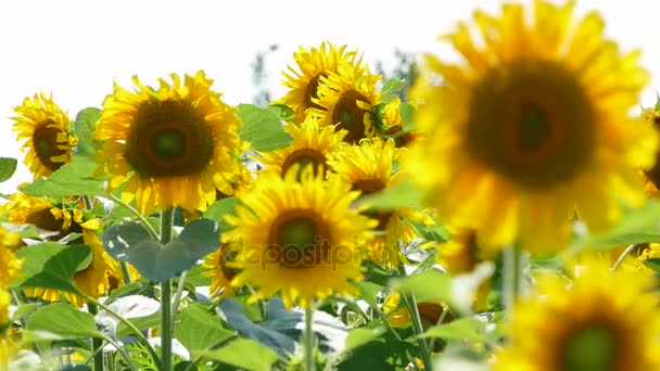 Sonnenblumen wiegen sich auf dem Feld — Stockvideo
