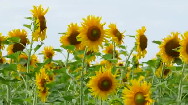 Field Of Blooming Sunflowers — Stock Video