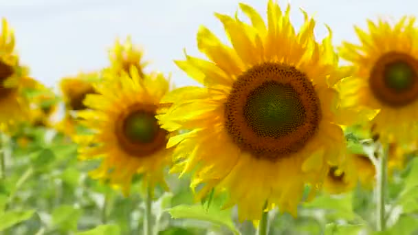 Girasoles balanceándose en el campo — Vídeo de stock