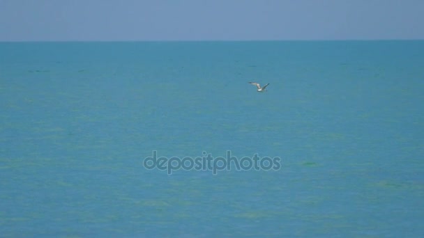 Zwolnionym tempie, latania seagull na tle niebieskiego nieba — Wideo stockowe