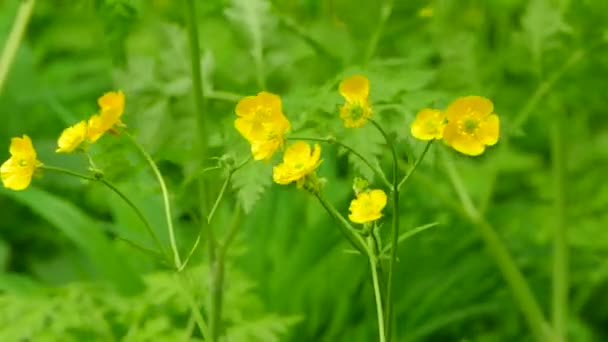 Campo amarillo flores silvestres — Vídeos de Stock